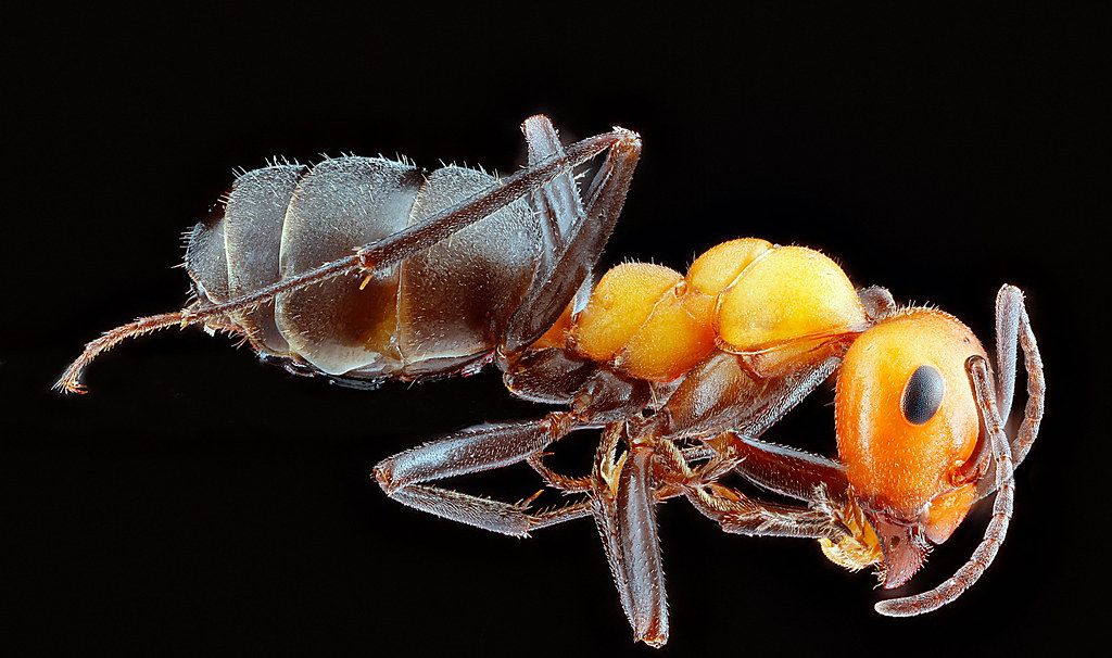 Ant Control service in Chattanooga, TN