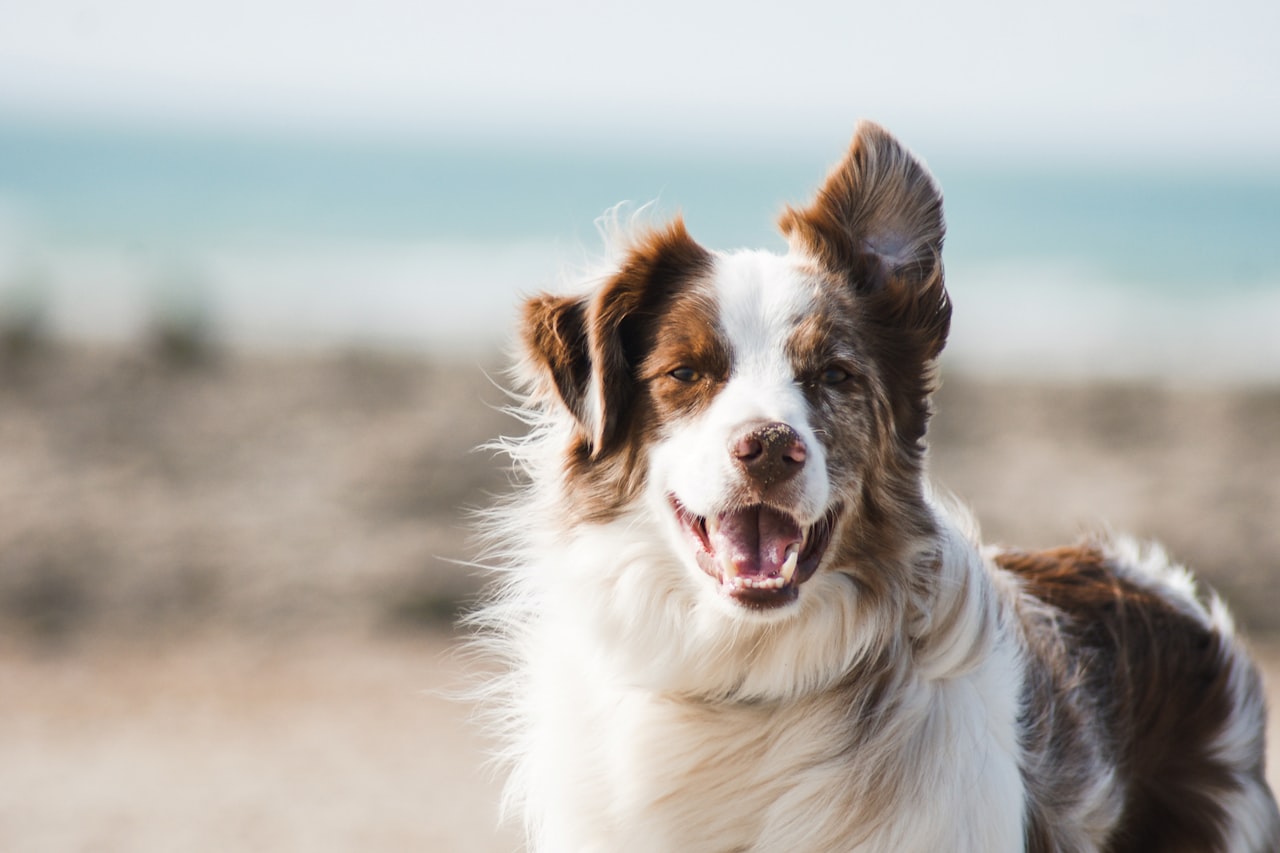 Flea & Tick Control service in Chattanooga, TN