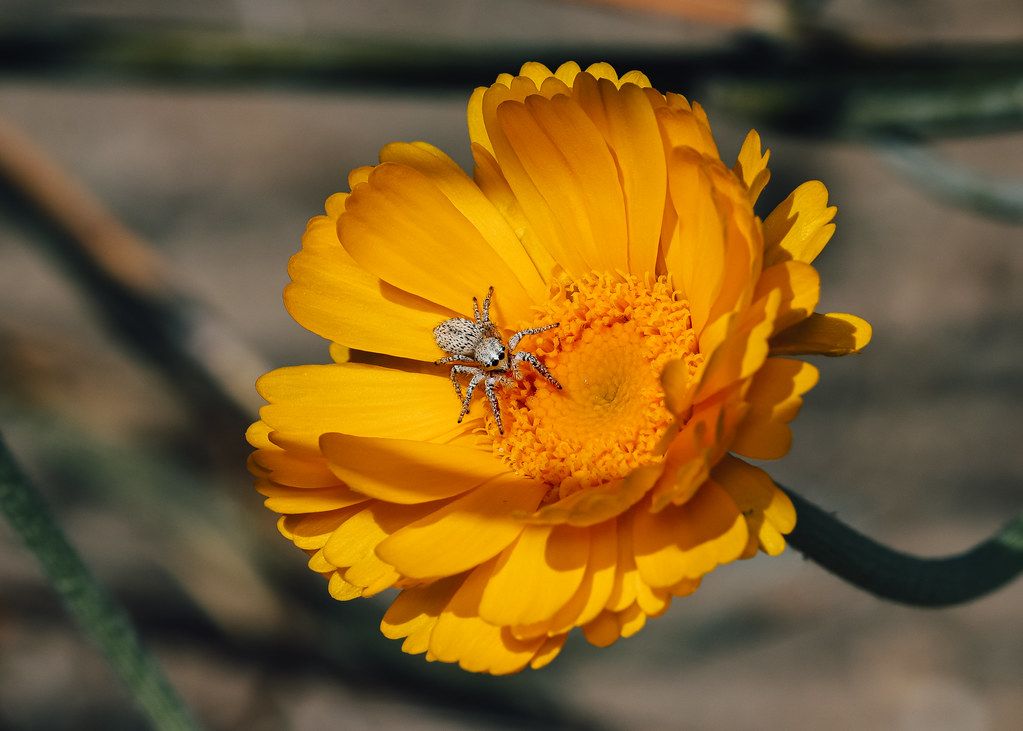 Spider Control service in Chattanooga, TN